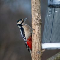 Большой пестрый дятел :: Roman 