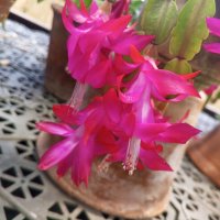 Шлюмбергера :: Сапсан 