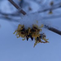 Гамамелис :: Сапсан 