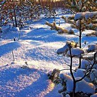 Февраль...Весна света на верховом болоте! :: Владимир 