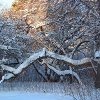 Январское утро :: Любовь Сахарова