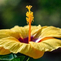 * :: Dmitry i Mary S