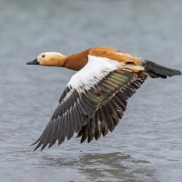 огарь в полете. :: юрий макаров