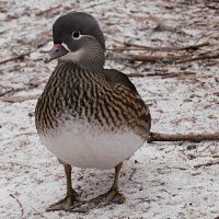 Самка мандаринки :: Лина 