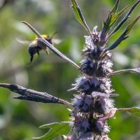 Краски лета. г. Миасс, поселок Селянкино. :: Алексей Трухин Краски лета. г. Миасс, поселок Селянкино. :: Алексей Трухин