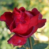 королева :: Алексей Дмитриев королева :: Алексей Дмитриев