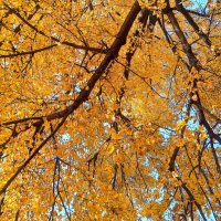 Над нами листья летят в синеву. :: Alexandr Gunin Над нами листья летят в синеву. :: Alexandr Gunin