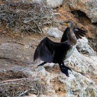 сушится :: Виталий Емельянов сушится :: Виталий Емельянов