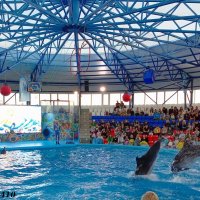 Адлер... Сочи Парк... шоу дельфинов... :: Нина Бутко