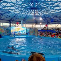 Адлер... Сочи Парк... шоу дельфинов... :: Нина Бутко