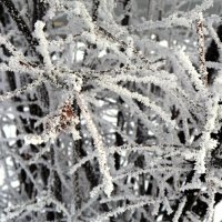 Иней :: Сергей Карачин Иней :: Сергей Карачин