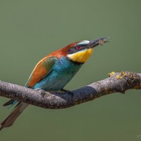 Пчела на перекус :: Александр К.