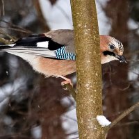 Сойка :: Laryan1 