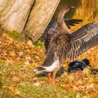 Гусь-гуменник в парке Ухты, прибившийся к стае уток, демонстрирует подготовку к взлету :: Николай Зиновьев Гусь-гуменник в парке Ухты, прибившийся к стае уток, демонстрирует подготовку к взлету :: Николай Зиновьев