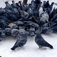 Влюбленная пара на фоне жадной толпы. :: Александр Чеботарь