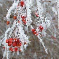 ...в инее гроздья калины.... :: Надежда Куркина 