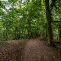 На природу... :: Николай Гирш