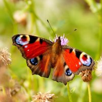 опять про бабочек...294 :: Александр Прокудин