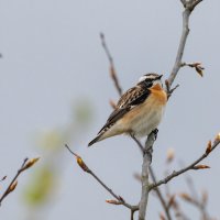 Чекан луговой :: Владимир Лазарев