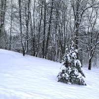 Ёлочка :: Dar(k) Life