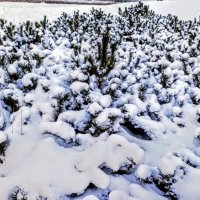 Снег-снежок :: Veera V Снег-снежок :: Veera V