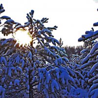 Утро января в молодой тайге! :: Владимир 