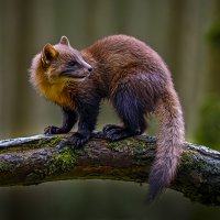 Куница :: Aleksey Afonin