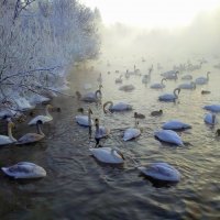 Зимний Алтай. Озеро Светлое (Лебединое) :: Татьяна Лютаева