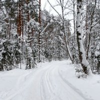 Зимний лес (репортаж из поездок по области). :: Милешкин Владимир Алексеевич Зимний лес (репортаж из поездок по области). :: Милешкин Владимир Алексеевич