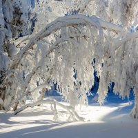 Солнечное утро :: Евгений Тарасов 