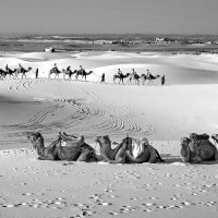 На краю Сахары :: Виталий Авакян