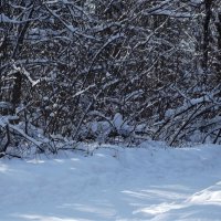 Прогулка в парке... :: Freddy 97