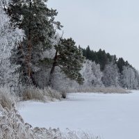 Морозный лес у замёрзшего озера. :: Сергей Адигамов Морозный лес у замёрзшего озера. :: Сергей Адигамов
