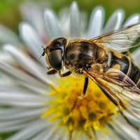 ------------ :: igor G.