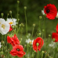 Танцующие на ветру :: елена беликова