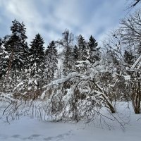 В лесу 10.01.26 :: Любовь 