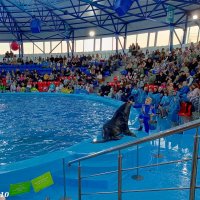 Адлер. Сочи Парк... шоу дельфинов и морских львов :: Нина Бутко