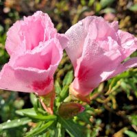 Нежная годеция. :: оля san-alondra