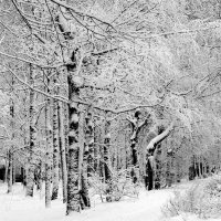 В сквере после метели... :: Наталья ***