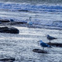 Каспий :: Анатолий Чикчирный