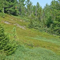 Выходим из леса. :: ВикТор Быстров Выходим из леса. :: ВикТор Быстров