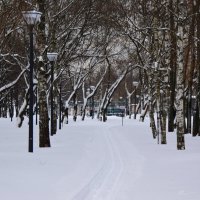 Лыжня. :: Наталья Вязигина