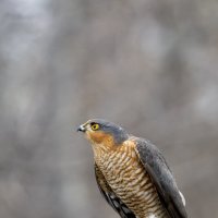 Изготовка :: Валерий Черняк