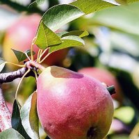 Осенние дары природы. :: Светлана Ищенко