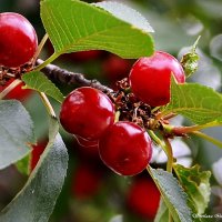 Вишня обыкновенная. :: Светлана Ищенко