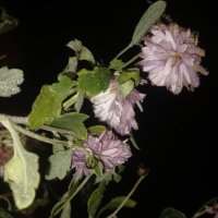 Хризантема :: Сапсан 