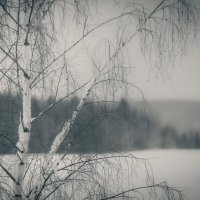 береза :: fogmeadowww m