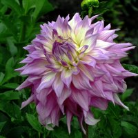 Георгина :: Сергей Карачин