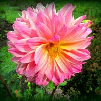 Георгина :: Сергей Карачин