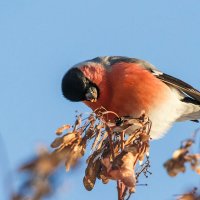 Снегирь :: SanSan 